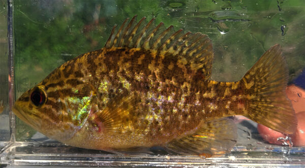 Una imagen de Warmouth