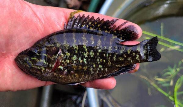 Un Warmouth de color oscuro recogido durante un estudio de pesca eléctrica.