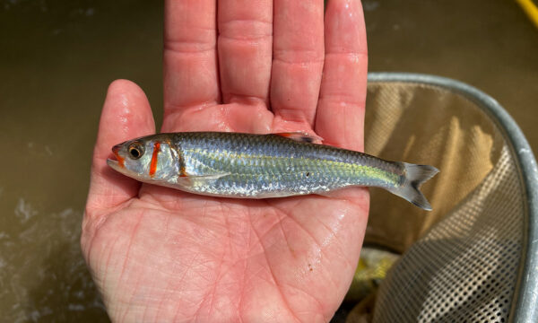 Un pequeño lustre de pintura de guerra de 45 pulgadas, un pez en su mayoría plateado con tiras verticales en el costado de su cara que se asemejan a la pintura de guerra.