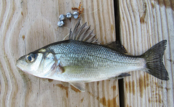 Una imagen de White Perch
