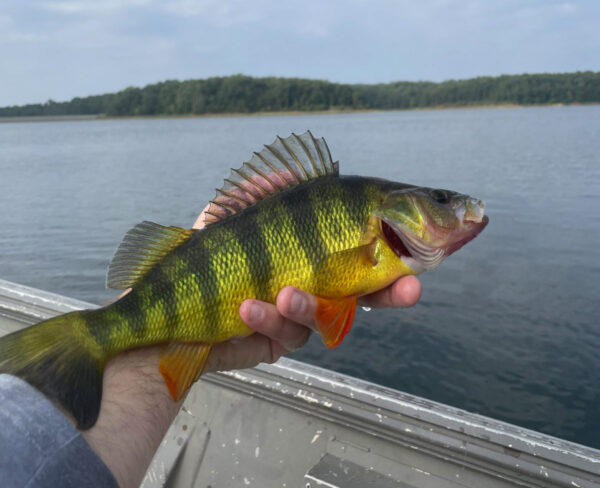 Una imagen de Yellow Perch