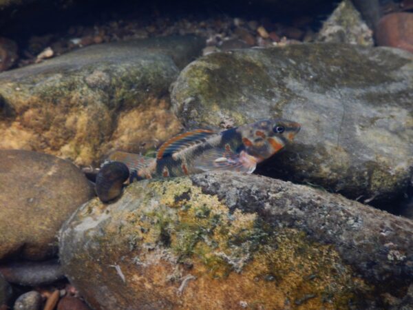 Un dardo de caramelo encaramado en el adoquín