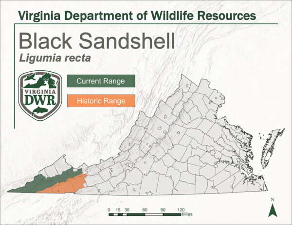 Un mapa de Virginia que siembra el rango actual e histórico de la concha de arena negra. Ellos residen y han residido en el extremo occidental del estado.