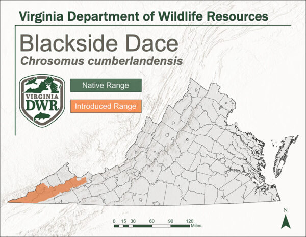Mapa de Virginia que muestra el hábitat de la dace de lado negro. Sin área de distribución nativa, se introdujo en el extremo suroeste del estado.