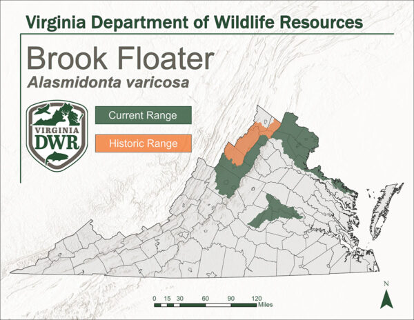 Mapa de Virginia que muestra el rango de hábitat de los flotadores de arroyo. El rango histórico es el norte de Virginia, el rango actual es el norte de Virginia y una pequeña parte de Virginia Central.