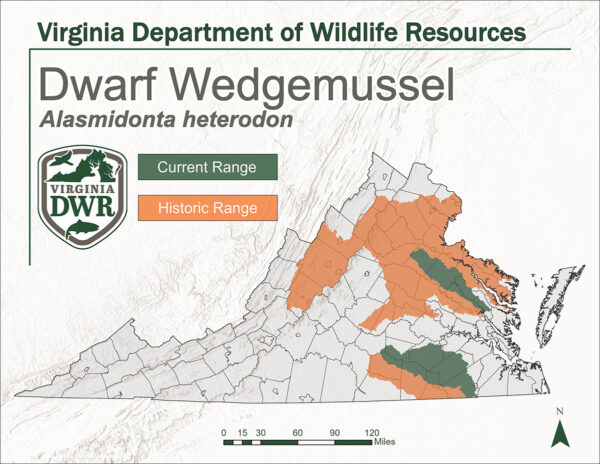 Mapa de Virginia que muestra el hábitat del mejillón enano. La cordillera histórica estaba en el norte y partes de la zona montañosa central y occidental central. El rango de la corriente se ha reducido y está solo en el extremo sur y ligeramente al norte del centro hacia el área de la bahía.