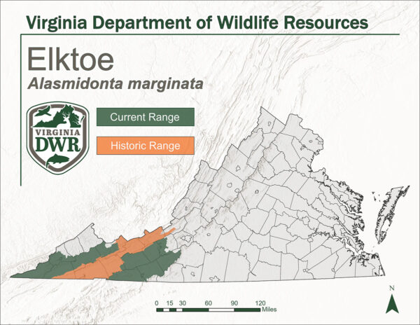 El un mapa del área de distribución actual e histórica del Elktoe en Virginia. Mostrando ambas áreas en el extremo oeste del estado.