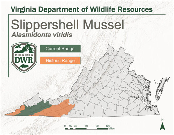 Un mapa de Virginia que muestra el área de distribución actual e histórica del mejillón Slippershell. Ambas cordilleras se encuentran en el extremo oeste del estado.