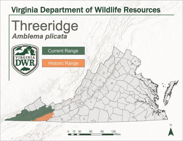 Un mapa de Virginia que muestra el rango actual e histórico de Threeridge. Muestra ambas áreas en el extremo oeste de Virginia.