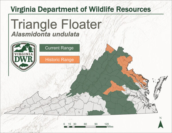 Un mapa de Virginia que muestra el rango actual e histórico del Triangle Floater. Muestra que el rango histórico es el centro y el norte de Virginia y el rango actual es todo el centro de virignia y llega a la mayor parte de la cordillera del norte al centro.