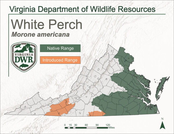 Mapa de virginia que muestra las áreas donde se encuentra el rango de la perca blanca. Es originaria del centro de las partes orientales o de los estados, y fue introducida en partes de la parte centro-suroeste del estado.