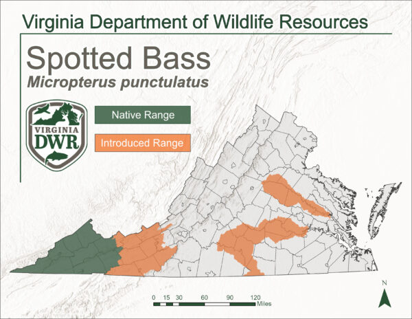 Un mapa que muestra el rango de hábitat en Virginia de la lubina manchada.