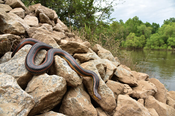 Una serpiente arcoíris común en casa a lo largo de la orilla del río.