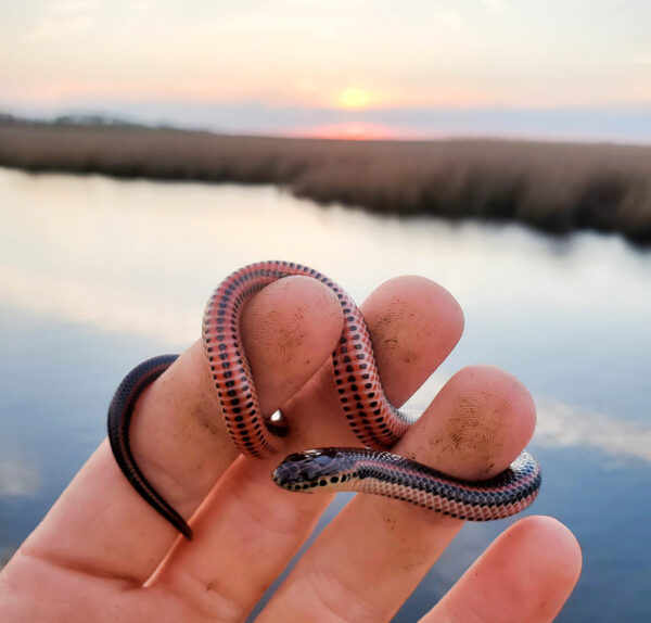 Una serpiente arcoíris común juvenil encontrada en la llanura costera de Virginia. Foto por ©Myles Masterson