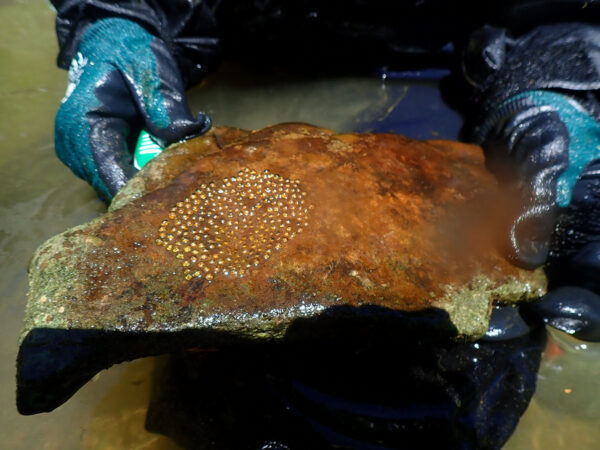 Un biólogo acuático de DWR muestra una roca de anidación de dardo de cola oscura.