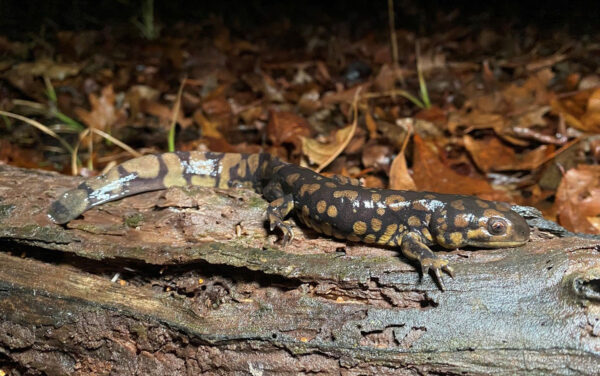Una salamandra tigre oriental adulta posada en un tronco. Foto de ©J.D. Kleopfer - DWR