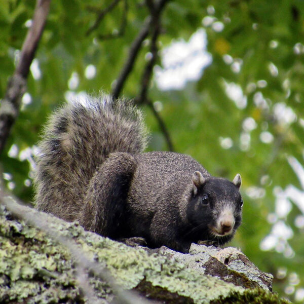 Una ardilla zorro del sudeste se sienta en un gran árbol. Foto por ©Donna Raadt