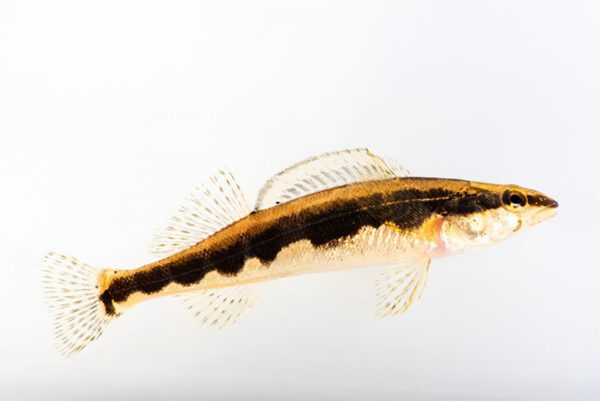 Una imagen de Sickle Darter