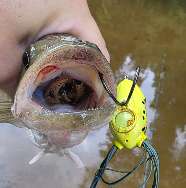 Una lubina manchada con un cangrejo de río en la garganta que todavía es un señuelo de rana de superficie.