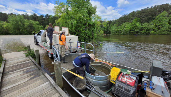 Una imagen de los biólogos del DWR llevando peces a los embalses para introducirlos en la naturaleza