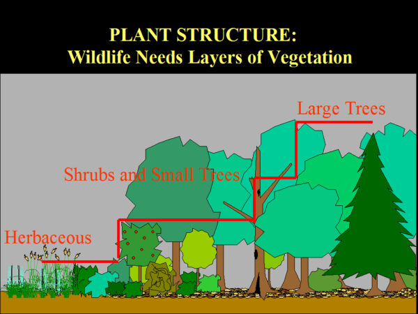 Una imagen que muestra que las plantas herbáceas se encuentran debajo de los arbustos y los árboles pequeños que se encuentran debajo de los árboles grandes con la leyenda "la vida silvestre necesita capas de vegetación"