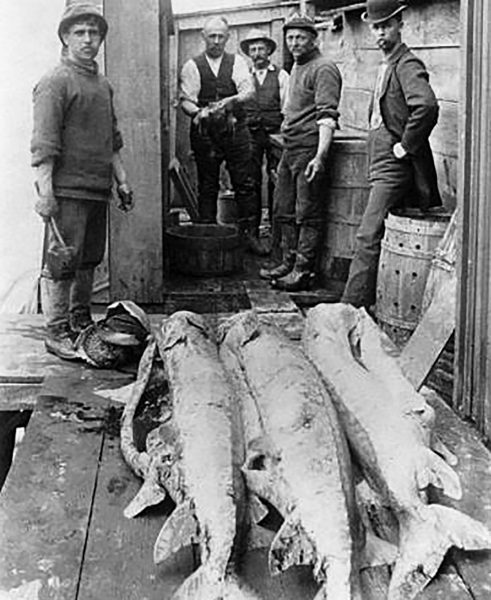 Una imagen en blanco y negro de tres esturiones que han sido eviscerados y se vendieron como carne en el muelle de Maryland; Las prácticas de pesca insostenibles hacen que el esturión se vuelva raro en la 1920