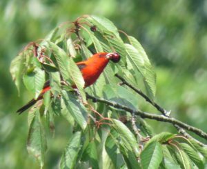 Tangara escarlata masticando cerezas