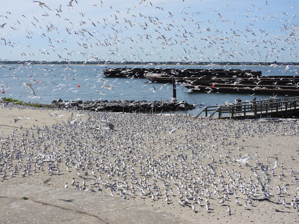 Una imagen de un enjambre absoluto de gaviotas y otras aves marinas en la playa de Fort Wool