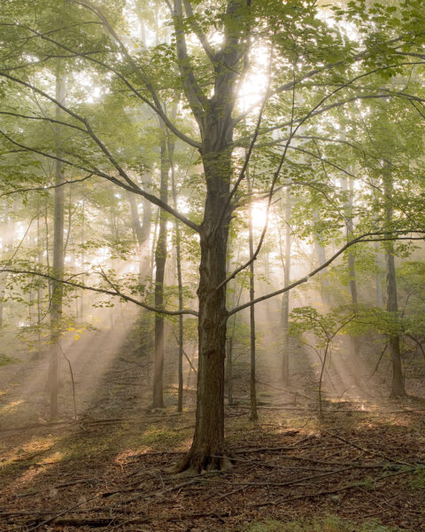 Una imagen estéticamente atractiva de un árbol con una multitud de rayos de luz presentes