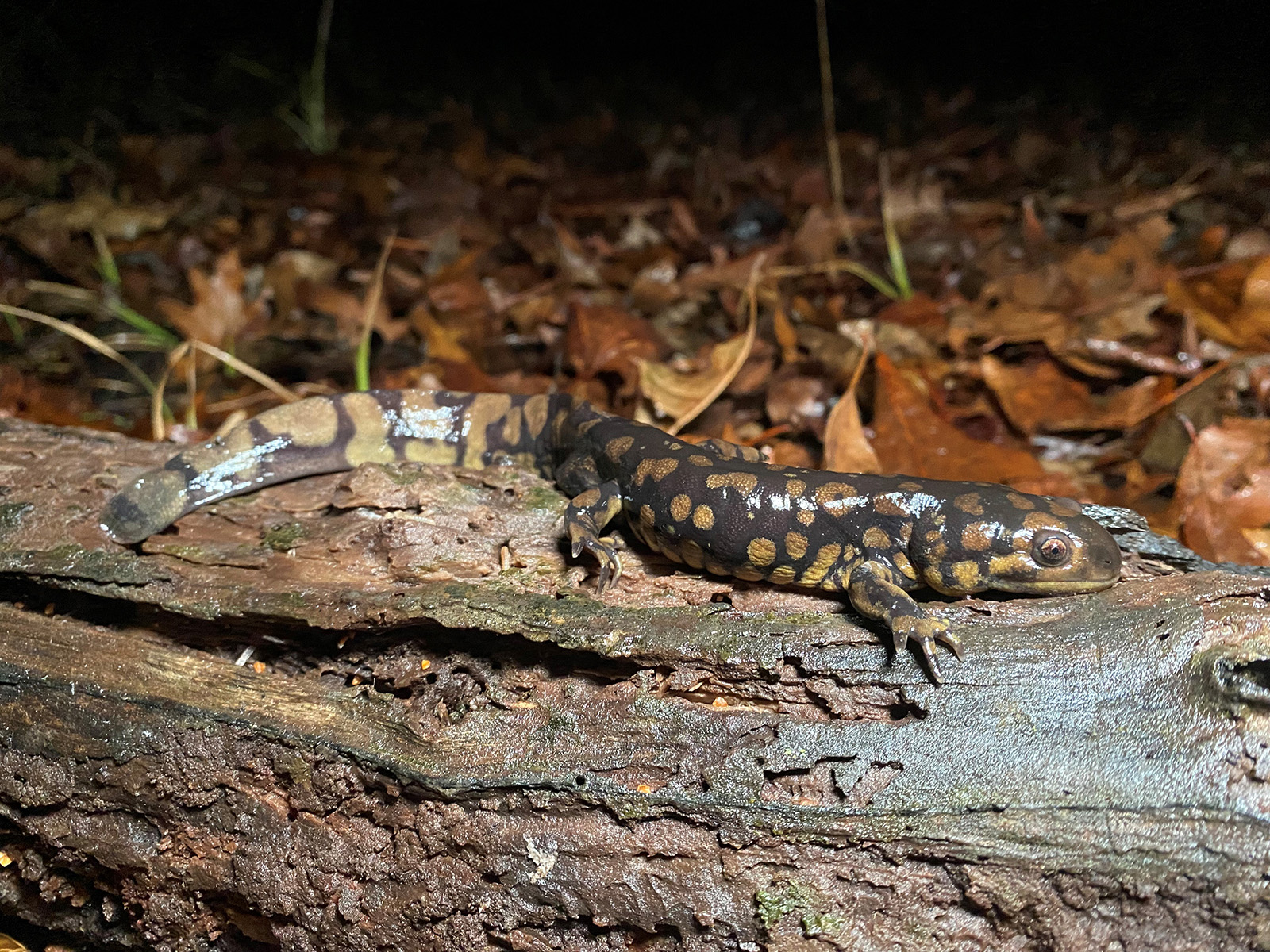 Una foto de una salamandra sobre un tronco tomada de noche con un flash.