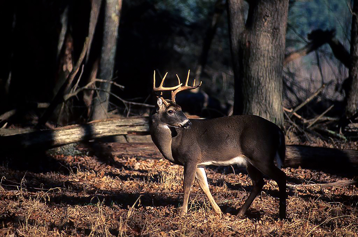 Imagen de un ciervo macho en un bosque