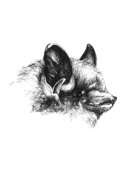 Una imagen de pipistrelle oriental (murciélago tricolor)