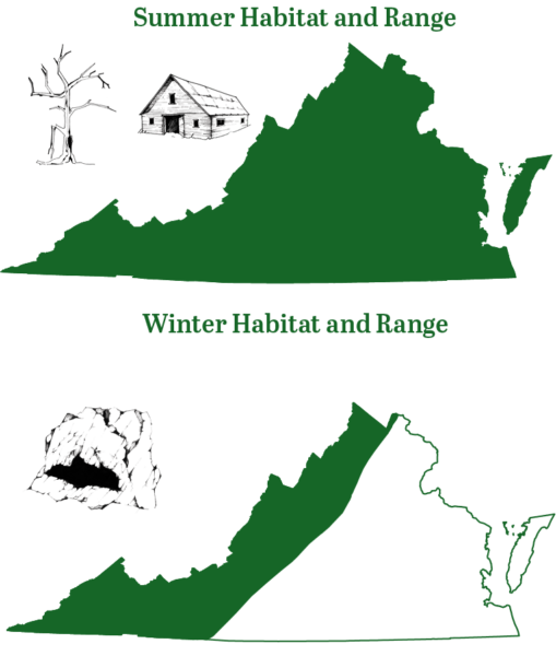 Gama de murciélagos tricolores tanto para invierno como para verano