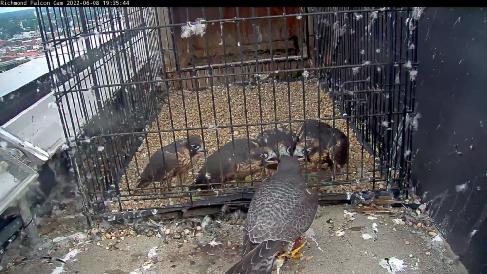 Una imagen de un halcón peregrino macho adulto alimentando a los polluelos con una rata mientras los polluelos están dentro del corral
