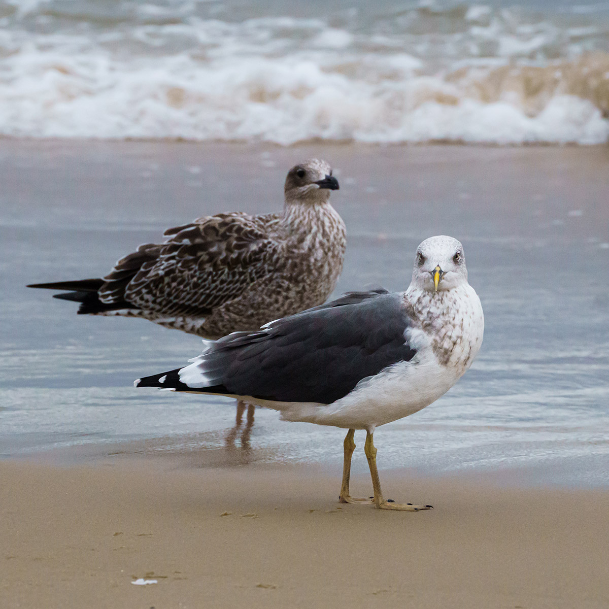 Una gaviota dorsinegra adulta (derecha) y una gaviota inmadura (izquierda).