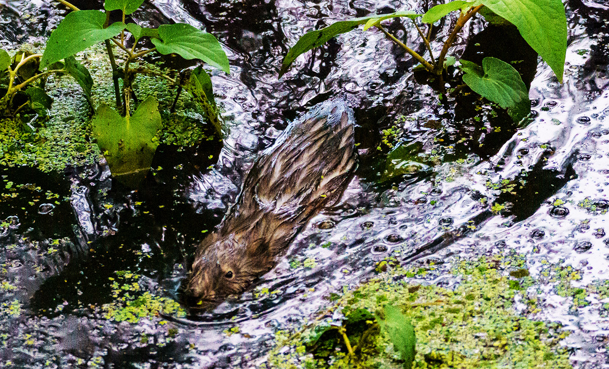 Una rata almizclera nadando en el agua