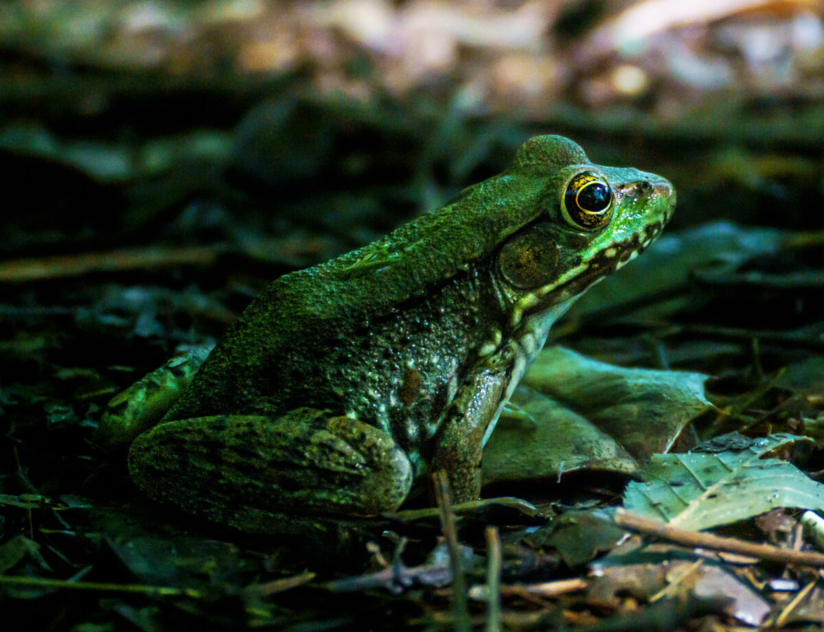 Una rana verde posando para la cámara.