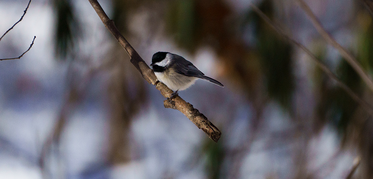Un carbonero de Carolina en una rama
