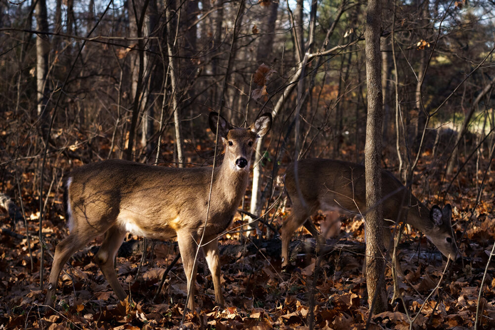 Una imagen de ciervo de cola blanca en un bosque caducifolio
