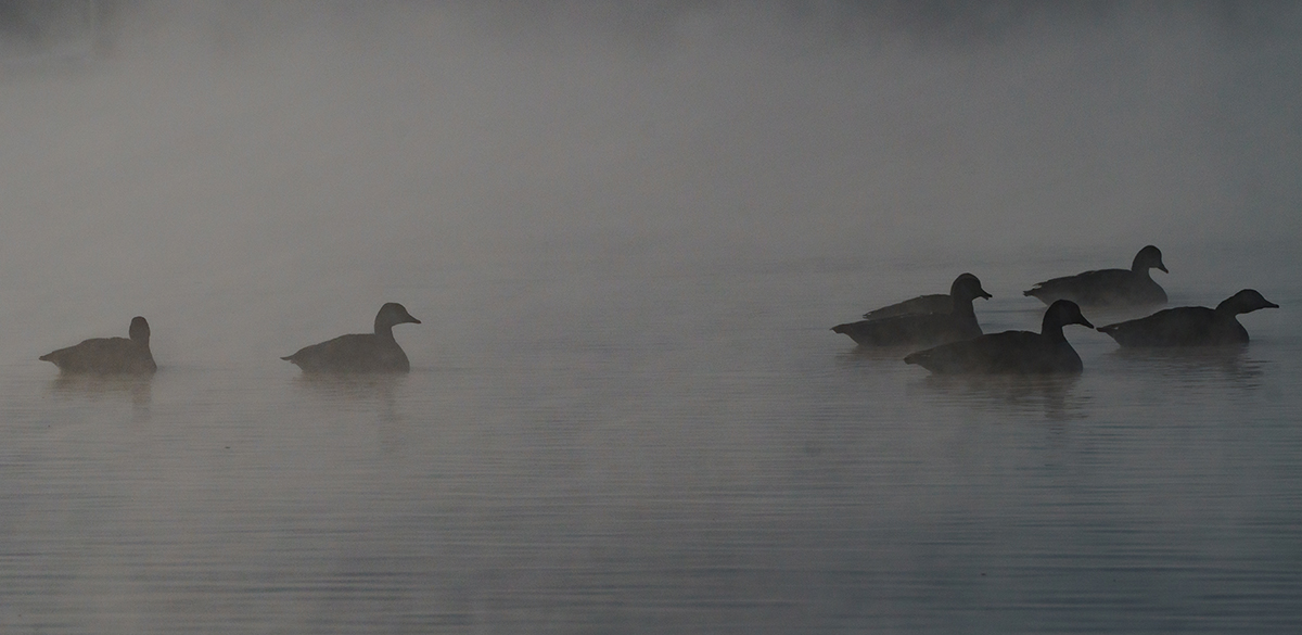 Gansos canadienses en un brumoso Silver Lake.