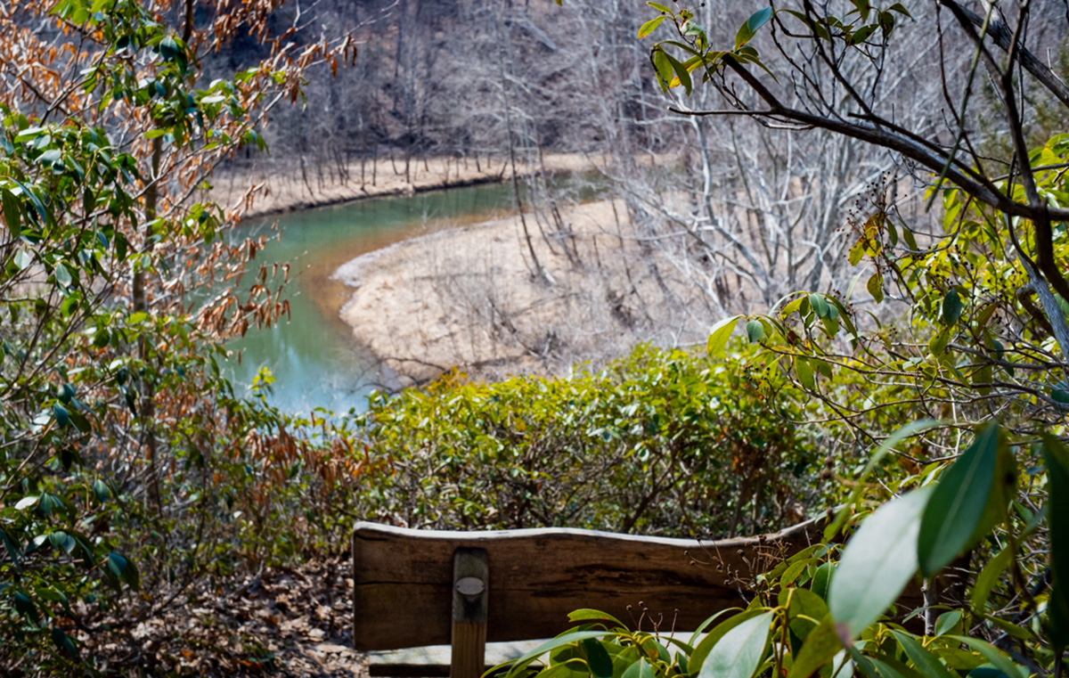Una imagen del área natural de un arroyo de hiedra con un banco y un arroyo visible