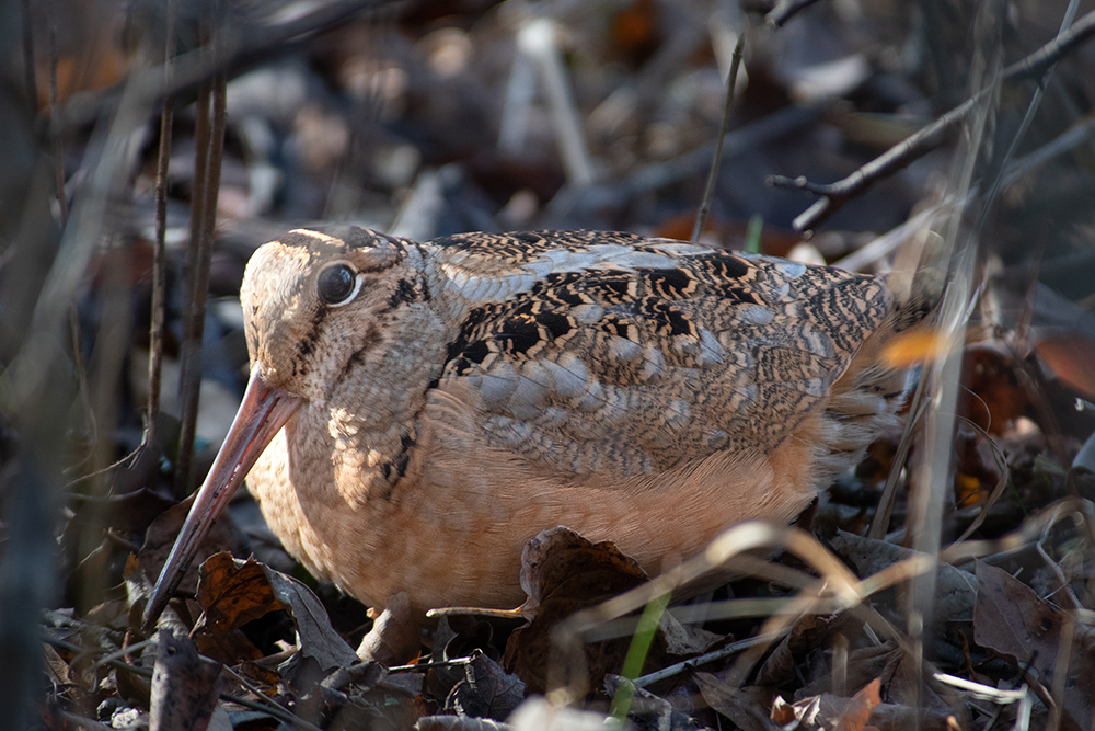 Una becada americana se sienta camuflada entre las hojas en el parque Huntley Meadows.