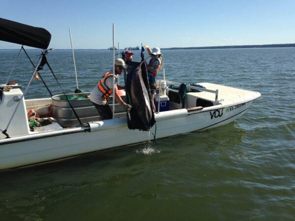 Los investigadores en un barco blanco liberan un esturión del Atlántico.