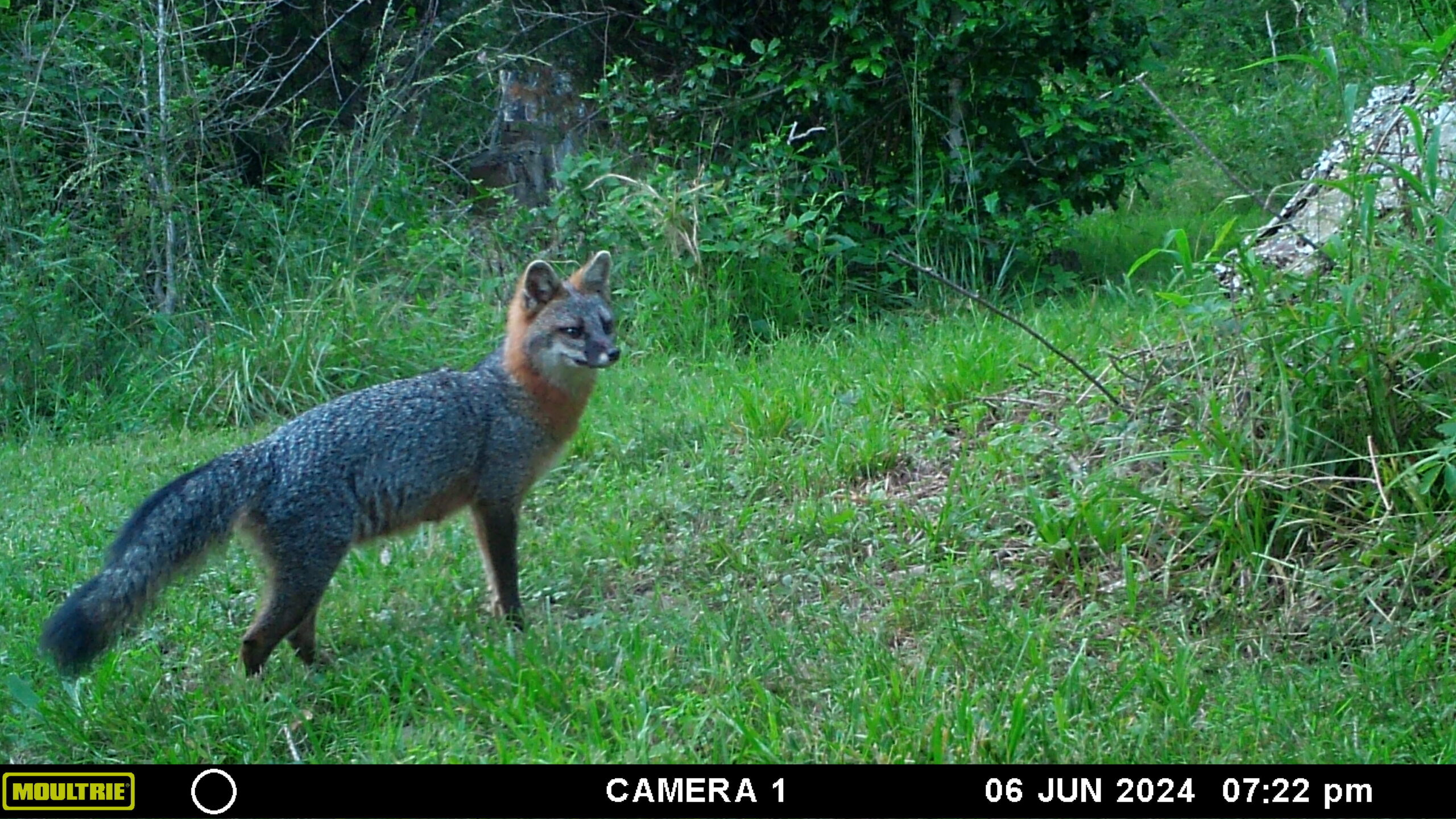 Una foto de un zorro gris en un campo.