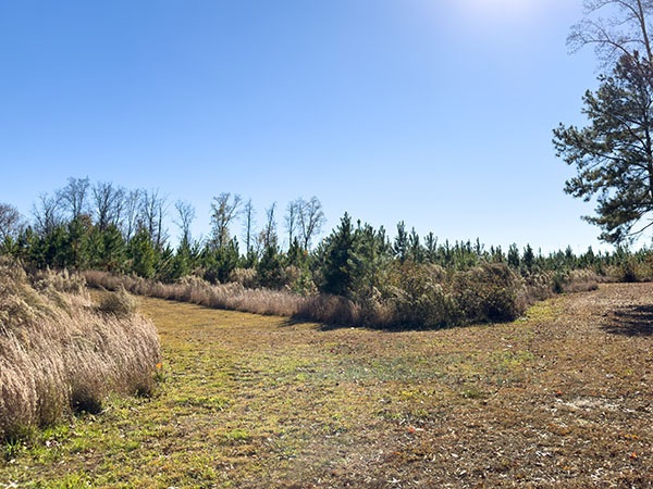 Múltiples especies de gorriones se pueden encontrar en la maleza a lo largo de los senderos bien mantenidos. Crédito de la foto: Lisa Mease