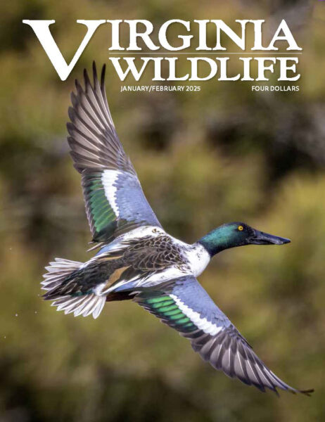 Enero-febrero 2025 Imagen de portada de la revista Virginia Wildlife