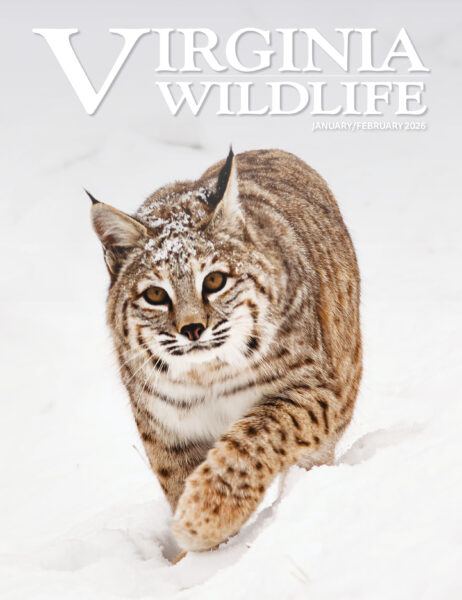 Enero-febrero 2026 Imagen de portada de la revista Virginia Wildlife