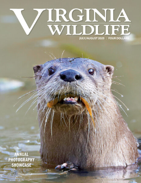 Julio-agosto 2025 Imagen de portada de la revista Virginia Wildlife