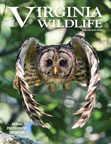 Julio-agosto 2026 Imagen de portada de la revista Virginia Wildlife