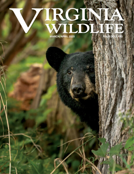Marzo-abril 2025 Imagen de portada de la revista Virginia Wildlife